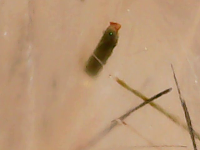 Inclusions dans un quartz rutiles